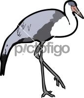 Wattled Crane